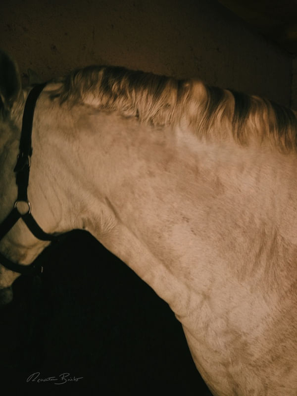 PESCOÇO CAVALO