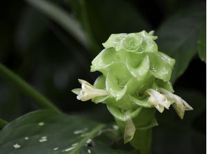 A PLANTA MOLHADA