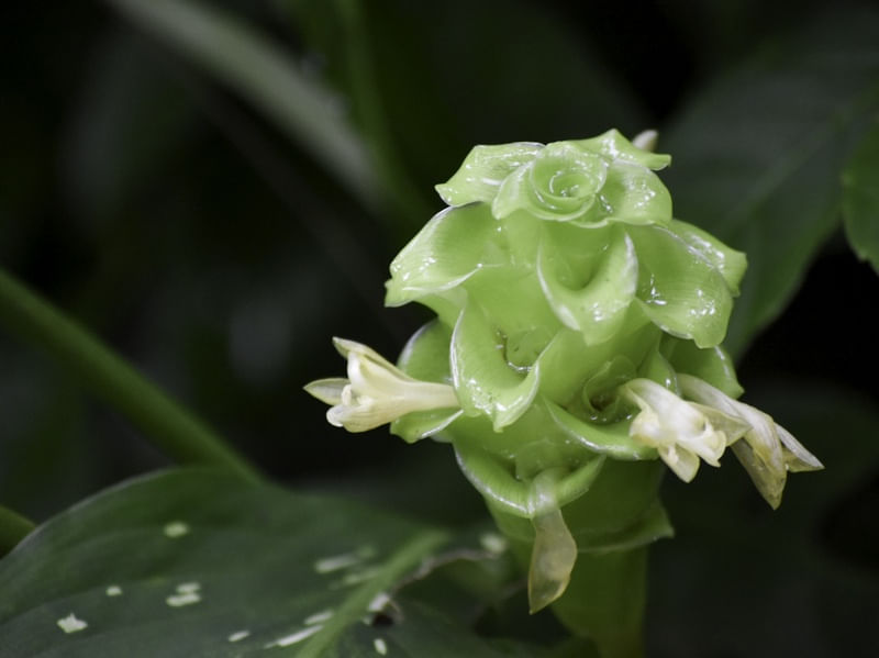 A PLANTA MOLHADA