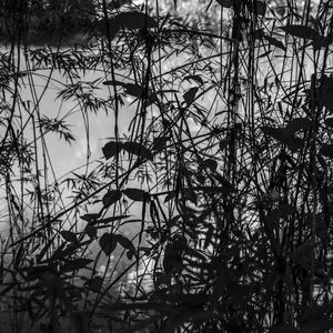 A FLORESTA E O LAGO