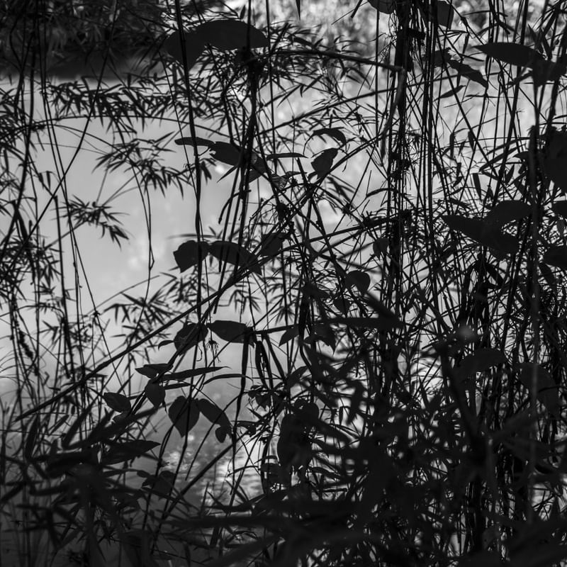 A FLORESTA E O LAGO