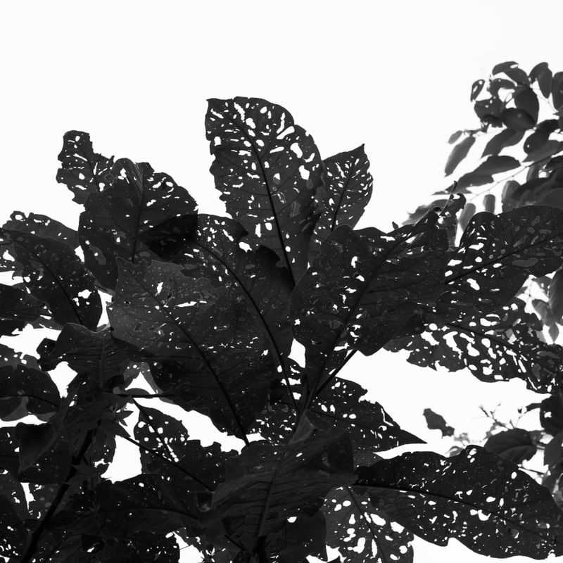 FOLHAS ABSTRATAS JB