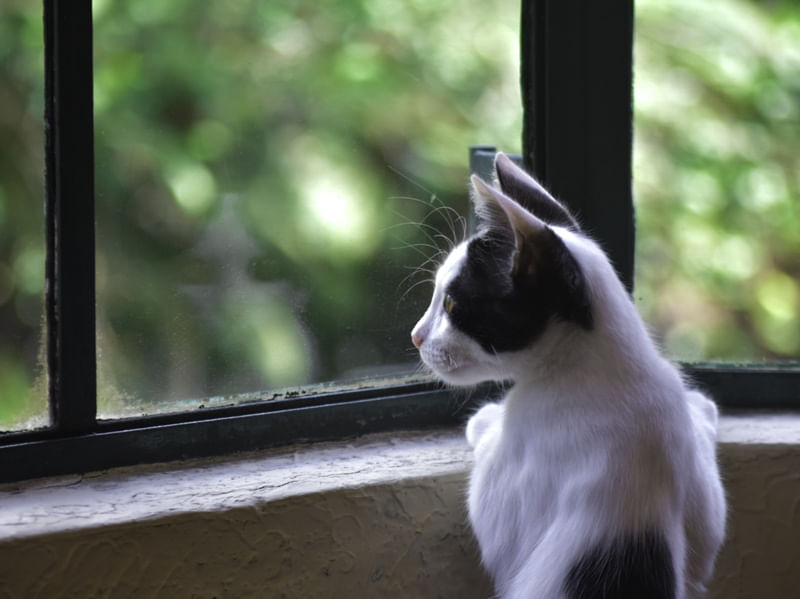 O GATO DA JANELA