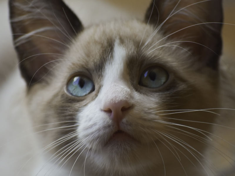 O OLHAR DO GATO