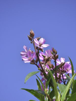 AS FLORES ROSAS NO CÉU AZUL