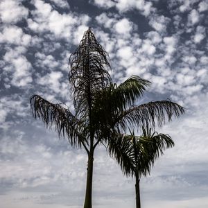 OS COQUEIROS E AS NUVENS