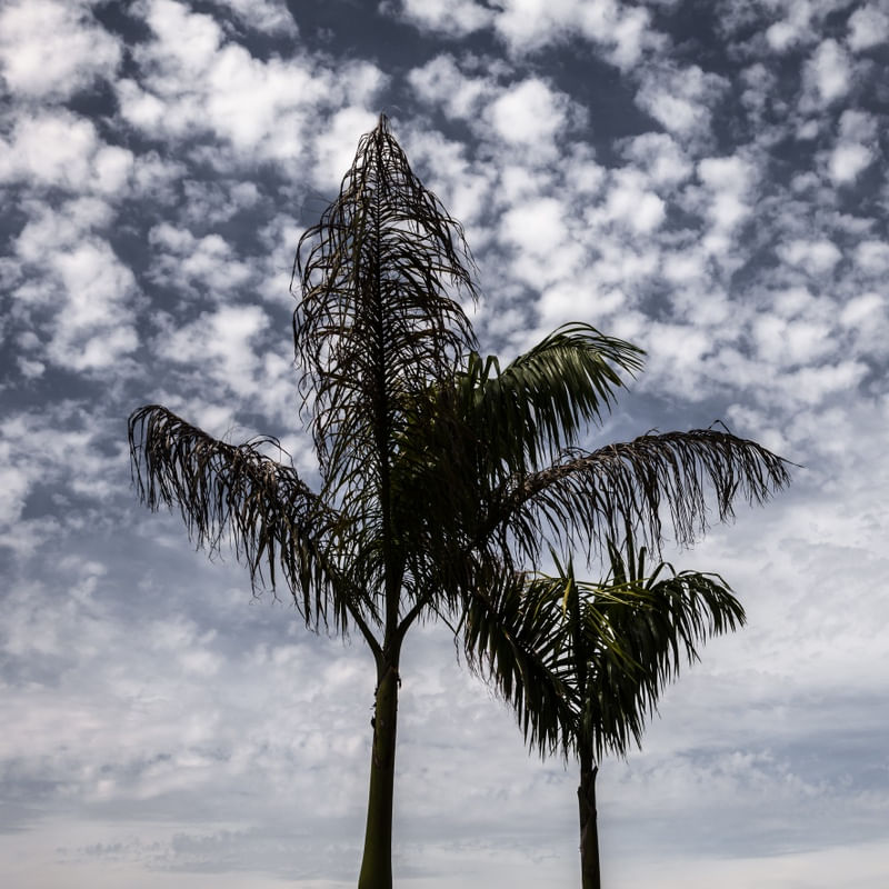 OS COQUEIROS E AS NUVENS