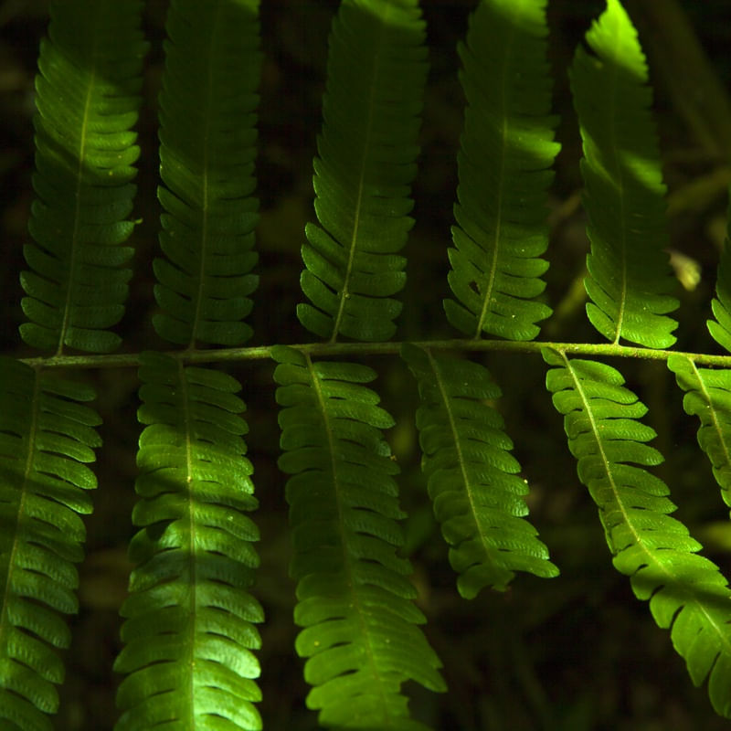 LUZ NATURAL E SOMBRA