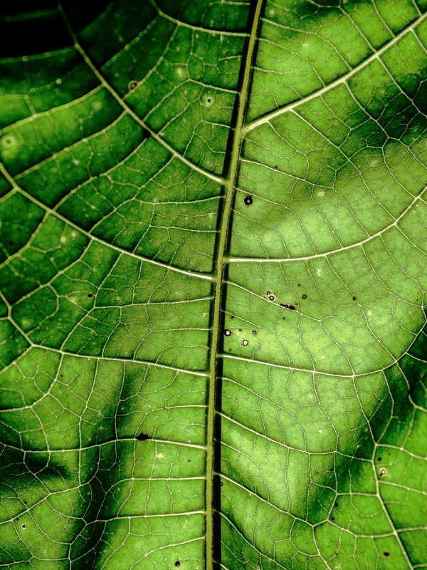 FOTOSSINTESE_COR_5