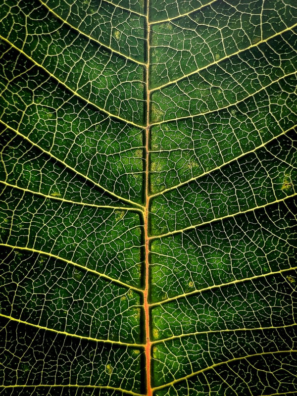 FOTOSSÍNTESE_COR_18