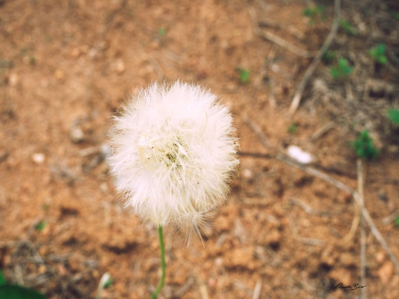 FLOR DENTE DE LEÃO