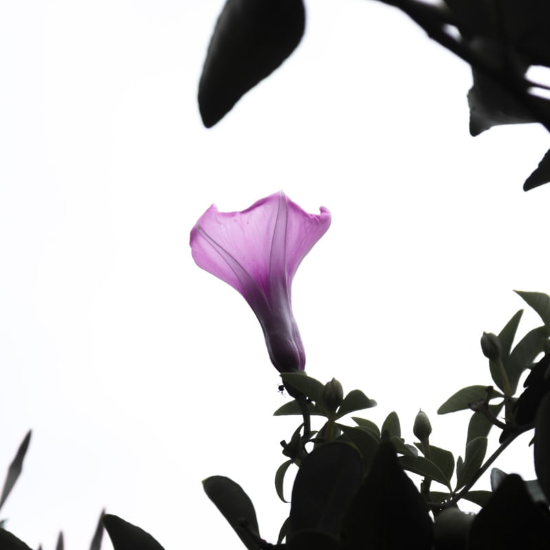LAST ROSE 2