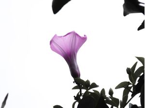 LAST ROSE