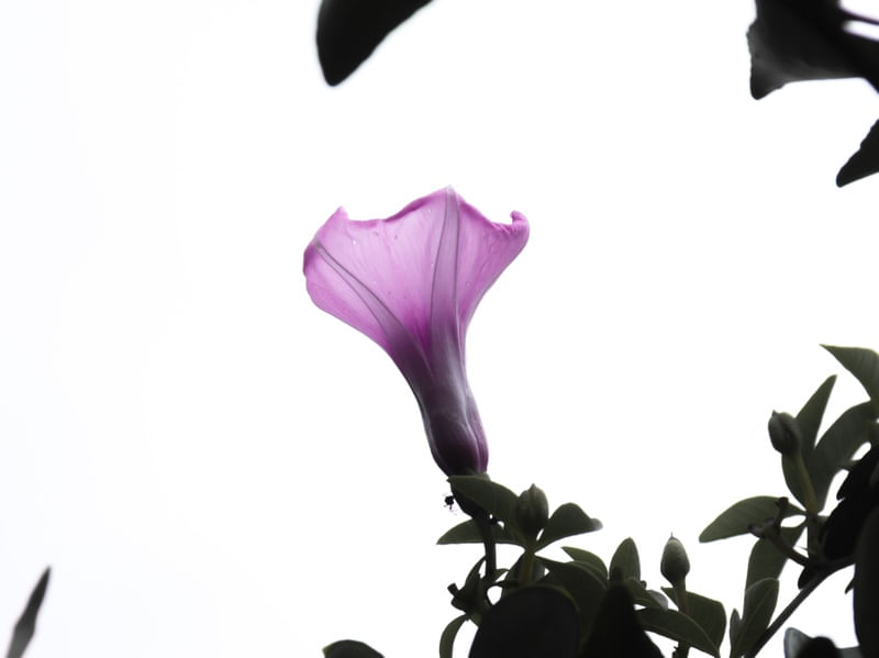 LAST ROSE