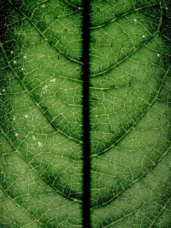 FOTOSSINTESE_COR_16