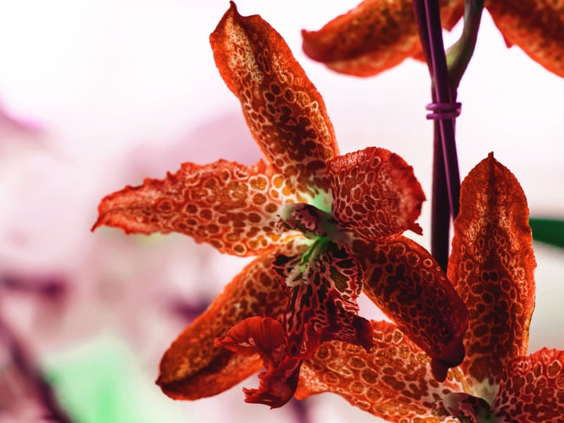 ORQUÍDEA LARANJA MACRO
