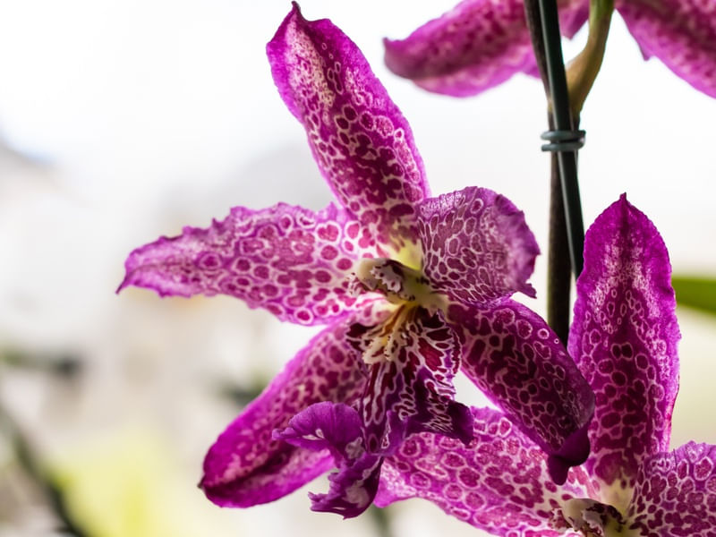 ORQUÍDEA ROXA COM PINTAS MACRO