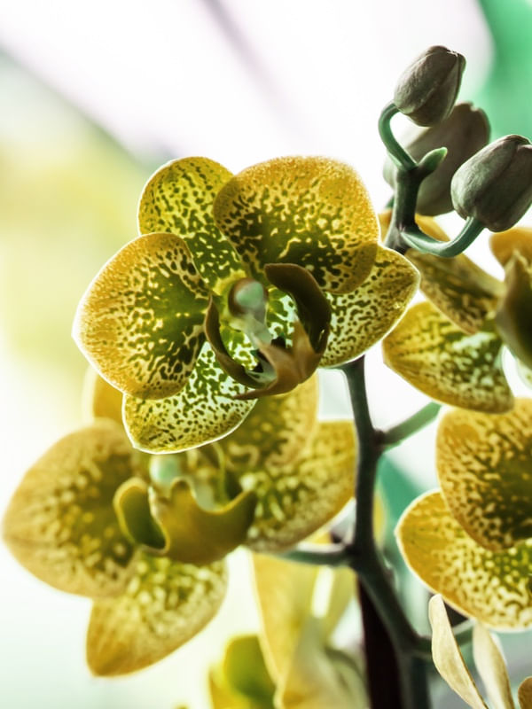 ORQUÍDEA MINI AMARELA MACRO