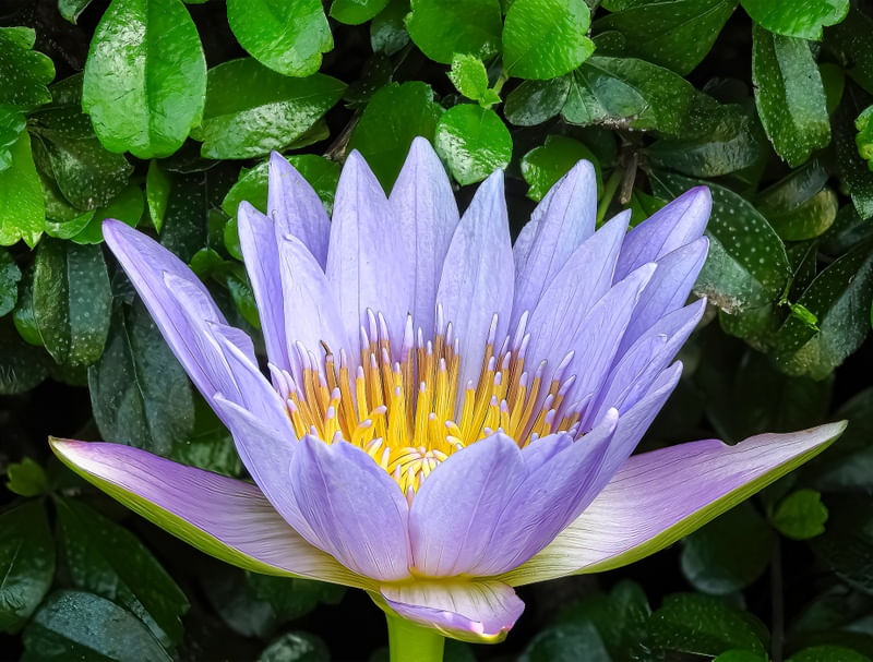 LILAC LOTUS FLOWER