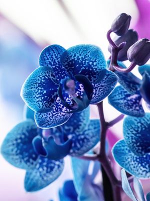 ORQUÍDEA MINI AZUL MACRO