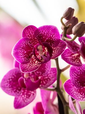 ORQUÍDEA MINI ROSA MACRO