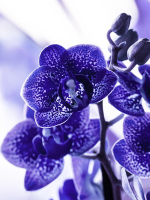 ORQUÍDEA MINI ROXA MACRO