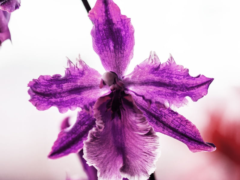 ORQUÍDEA MACRO ROXA
