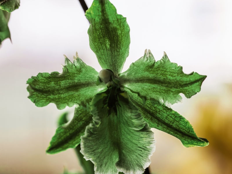 ORQUÍDEA VERDE MACRO
