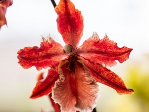 ORQUÍDEA VERMELHA MACRO 2