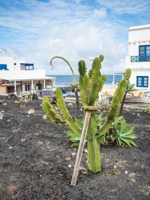 CACTO EN LA PALMA