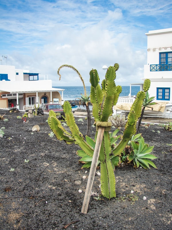 CACTO EN LA PALMA