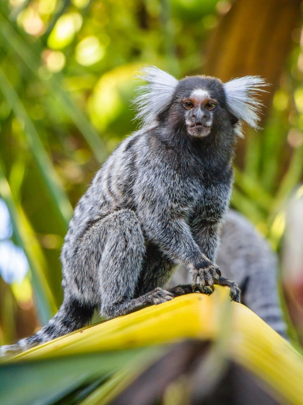 LIL MONKEY