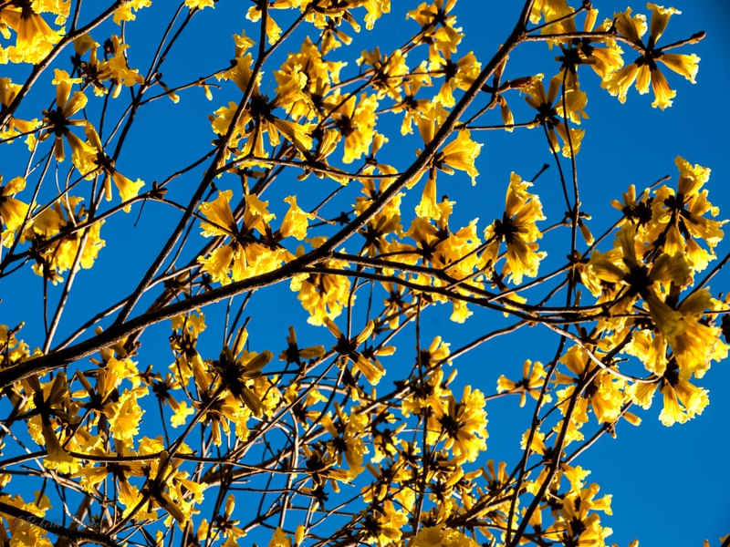 IPÊ AMARELO-2
