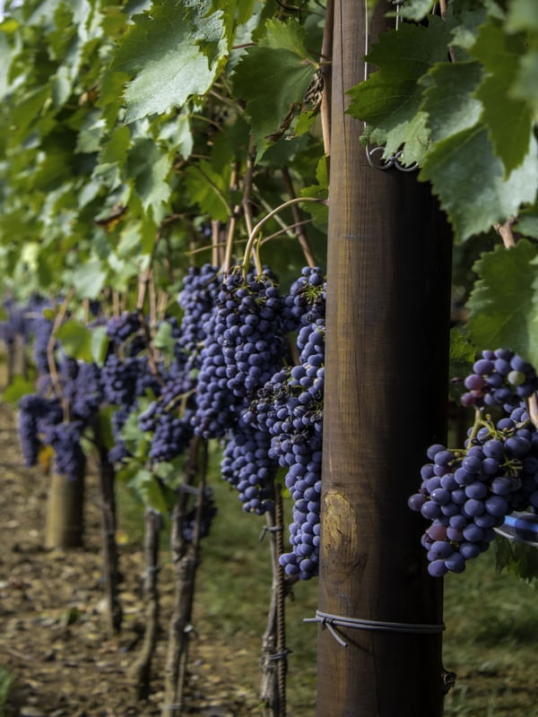 L'UVAS