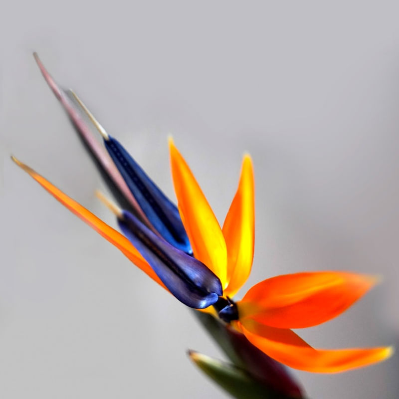 LIPSIA FUGA