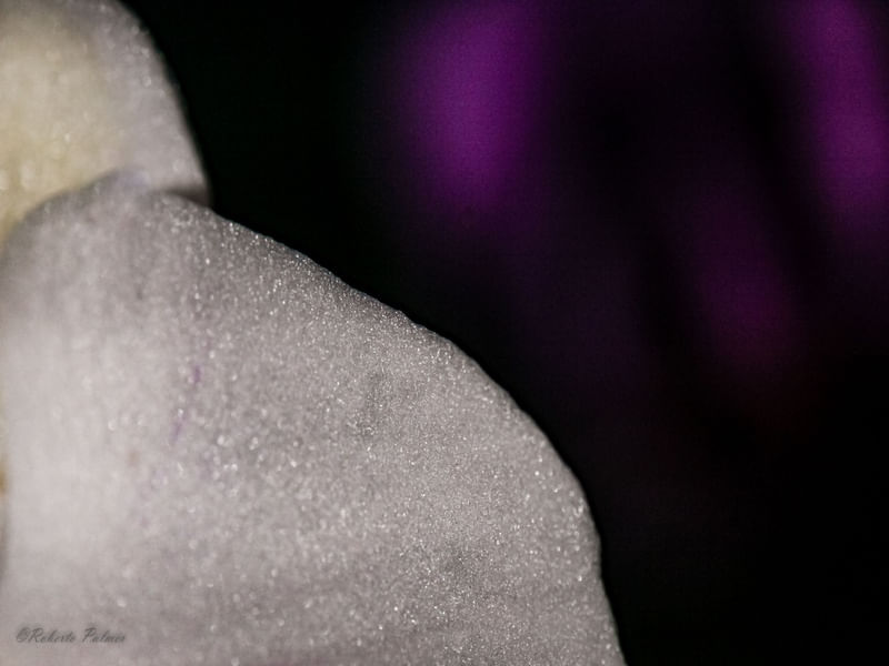 DETALHE DE UMA ORQUÍDEA