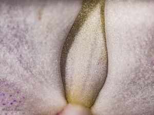 DETALHE DE UMA ORQUÍDEA-2