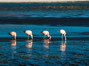 FLAMINGOS-2