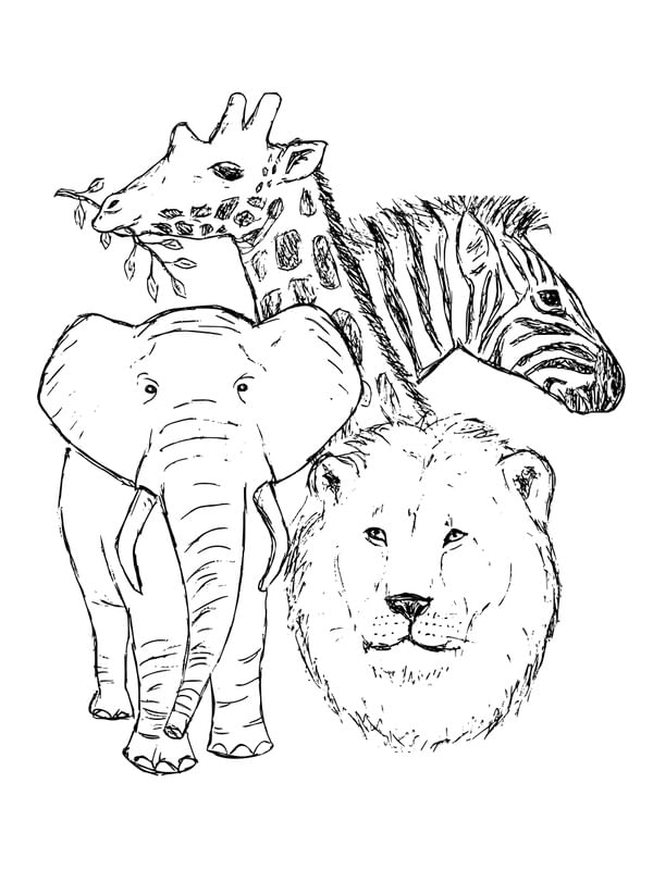 ANIMAIS SELVAGENS - ILUSTRAÇÃO