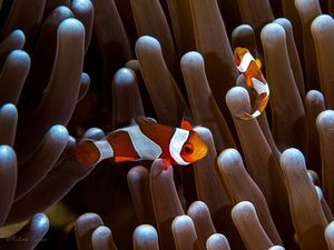 NEMOS