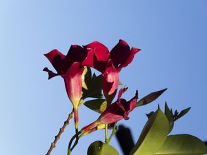 OS DIAS AZUIS 6