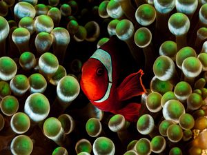 NEMO VERMELHO