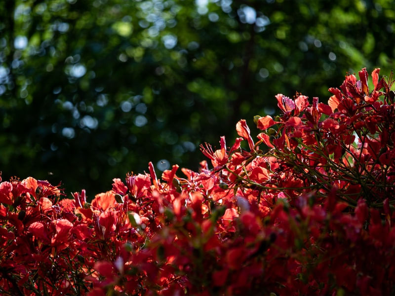 TO SEE FLOWERS