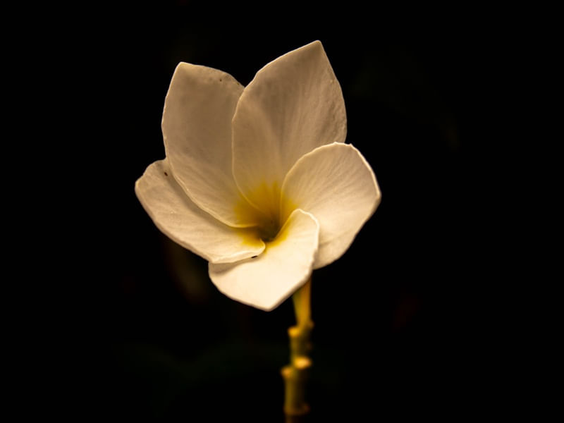CAMELIA FLOWER