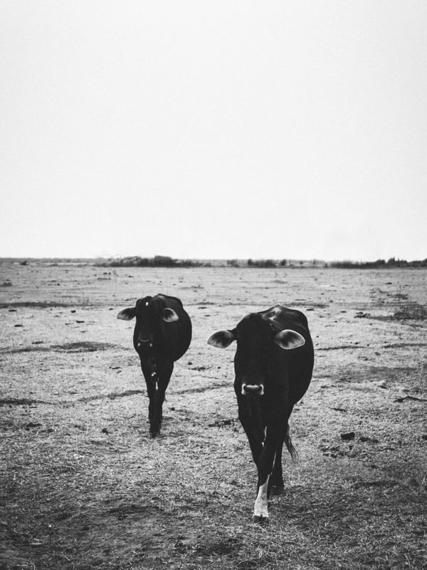 BLACK COWS