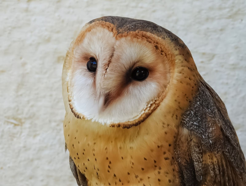OWL EYES