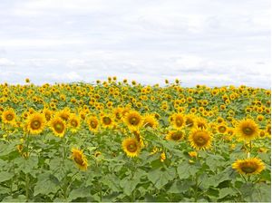 A NATUREZA EXUBERANTE DOS GIRASSÓIS