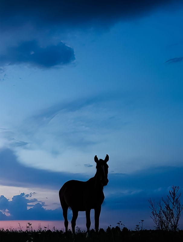 SUNSET HORSE