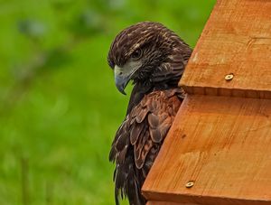 BROWN EAGLE