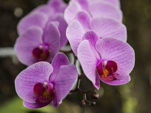 ORQUÍDEAS II